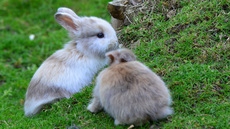 Kaninchen (12).jpg